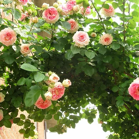 Anna Bed & Breakfast